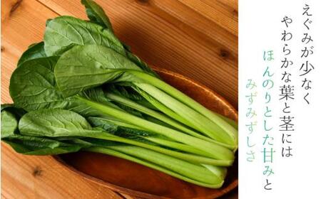 奈良県産 小松菜 約1kg  【順次発送】 葛城市【smlk060】