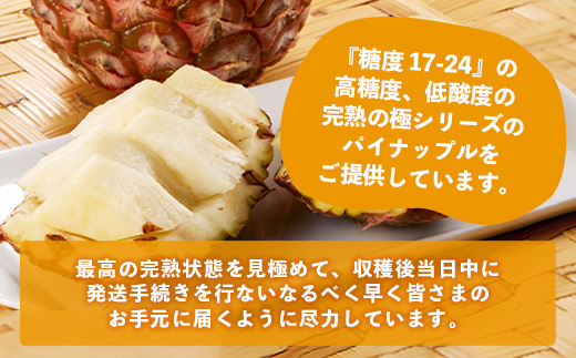 《2025年9月下旬以降発送》最高糖度20度！？ 完熟の極 石垣島産パイナップル 秋のピーチパイン2個セット【 沖縄 石垣島 石垣 八重山 パイン ピーチパイン 期間限定 数量限定 秋 】TF-19_