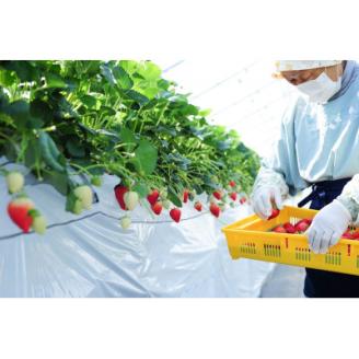 豪華!栃木イチゴ2種(スカイベリー・とちあいか)大粒 食べ比べセット (300g×4パック)【配送不可地域：離島・沖縄県】