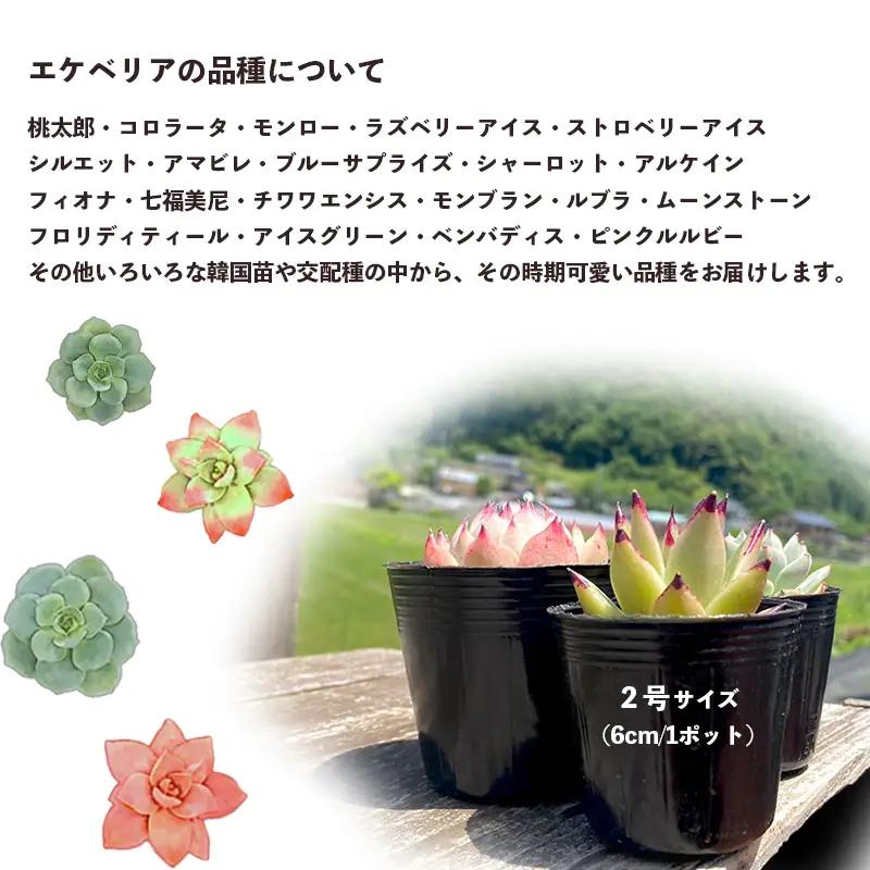 【 多肉植物 3月発送】 エケベリア 5個 おまかせ セット 【数量限定】