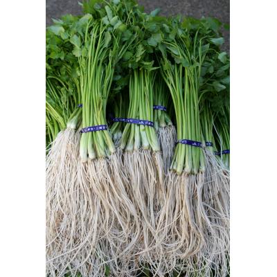 ふるさと納税 湯沢市 三関産セリ5束[M7801] |  | 01