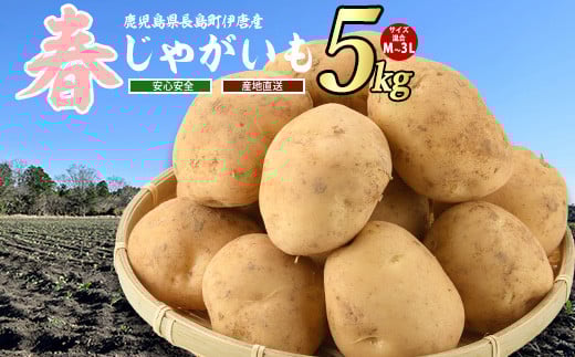 
【厳選手選別】みずみずしい新じゃが　春じゃがいも5kg_horino-4321
