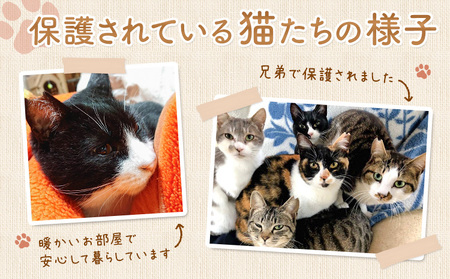 【返礼品なし】保護猫支援寄附 5,000円 一般社団法人オープンセサミアライブ 熊本県 南阿蘇村 保護猫 支援 猫 ネコ ねこ 生活支援 動物愛護 保護 返礼品なし 寄附 牧場 オープンセサミ アニマ