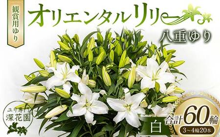 ユリ専門＜深花園＞観賞用ゆり オリエンタルリリー 八重ゆり 白 3～4輪20本 F23R-519