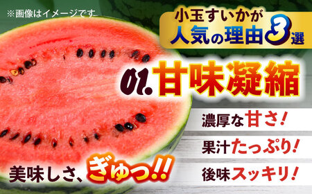 【2026年5月より発送 数量限定】小玉すいか 秀品 2玉 計約2kg~3kg スイカ[AYAT008]