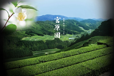 091-05 【知覧茶新茶祭り】宮原園 知覧茶 新茶 7袋セット