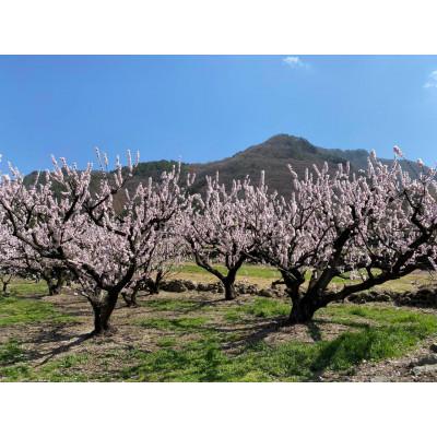 ふるさと納税 長野市 【先行受付】JAグリーン長野　あんず　生食用品種　ハーコット　500g×4パック |  | 03