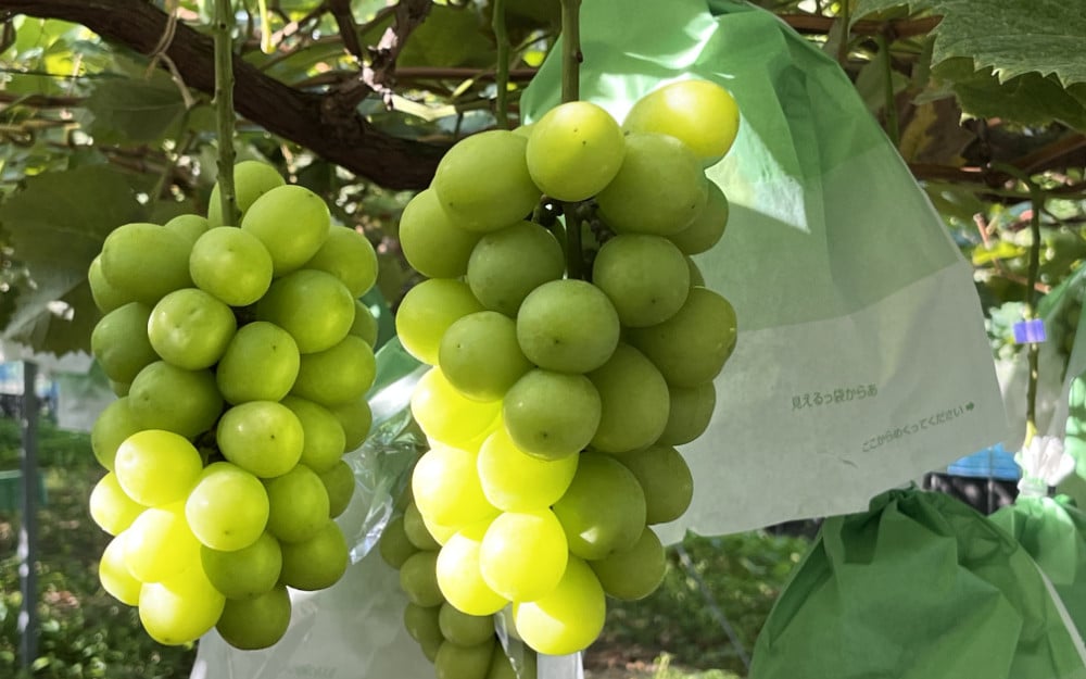 シャインマスカット：果樹園の様子