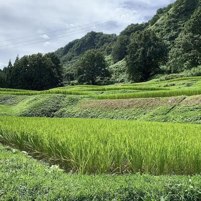 南魚沼塩沢コシヒカリ【西山の天水田米】精米5kg｜コシヒカリ