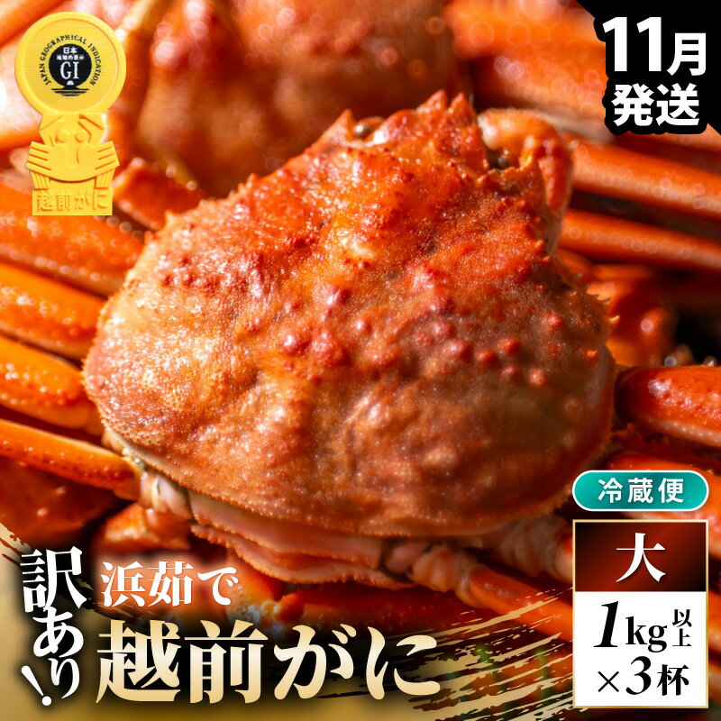 【ふるさと納税】【先行予約】【冷蔵】越前がに 訳あり 足折れ 大 1.0kg以上（茹で前）×3杯【2025年11月上旬以降順次発送予定】