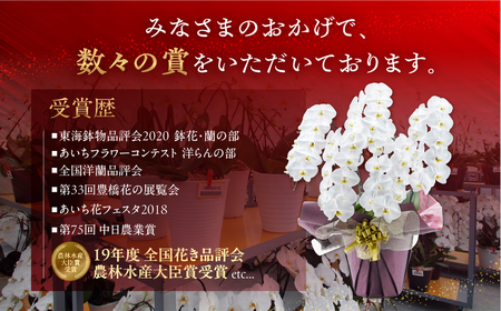 産直胡蝶蘭『大輪』白３本立ち３６輪                                                                              胡蝶蘭 