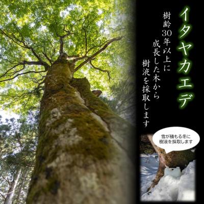 ふるさと納税 上越市 カエデの樹液 300ml×3パック |  | 02
