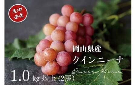 ぶどう 岡山県産 厳選ぶどうクイーンニーナ1kg以上（2房） 【kgftmt005-02】
