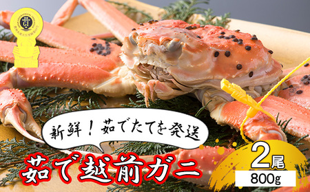 【期間限定】 越前ガニ 茹で 約800g 2杯 越前かに 越前ガニ