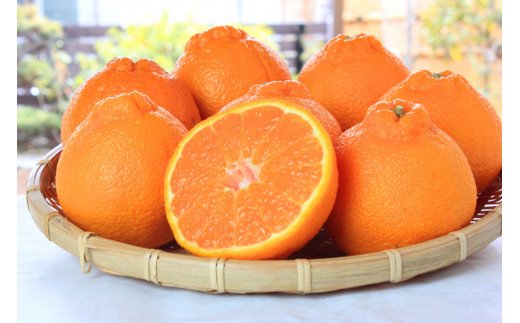 【先行予約】紀州有田産 不知火 (しらぬひ)  5kg ※2027年2月下旬頃〜3月中旬頃発送予定 【uot709A】