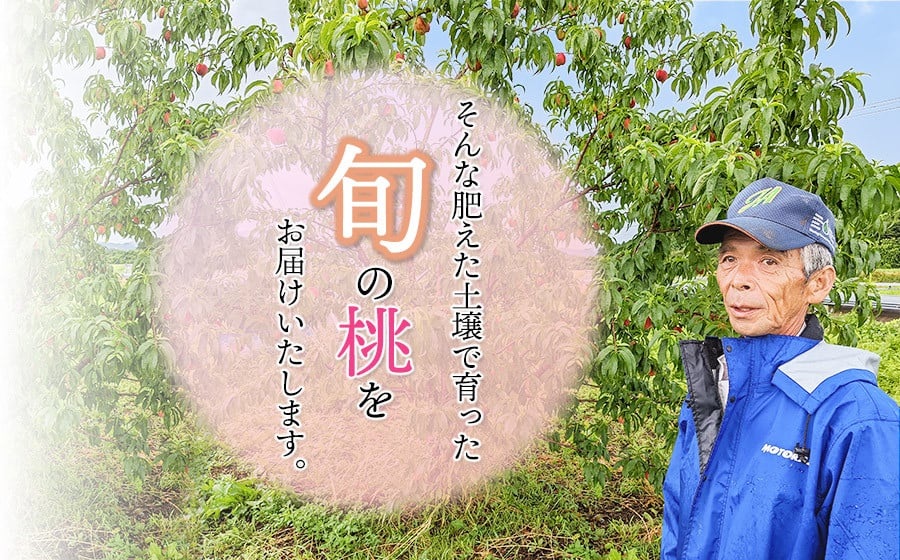 【令和7年産 先行予約】鶴岡産　桃　約2kg（5～11玉入） あかつき or 川中島 どちらか1品種　庄内産直センター