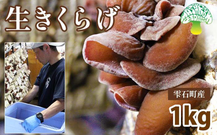 
            鮮度抜群 肉厚 生きくらげ 1kg 【Mashroom Bed House】／ きのこ キノコ 茸 きくらげ 木耳 キクラゲ １kg １キロ 1キロ 生鮮 食品 旬 野菜 菌床 栽培 国産 希少 稀少 数量限定 期間限定 季節限定 人気 おすすめ
          