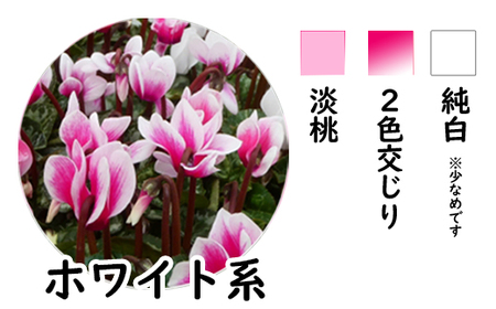 【色で選べる】花巻温泉バラ園で育てたシクラメン＜2026年11月より順次発送＞ホワイト系 【2279-3】