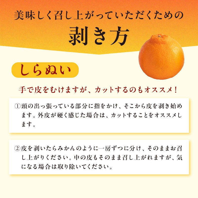 【2026年発送 先行予約品】