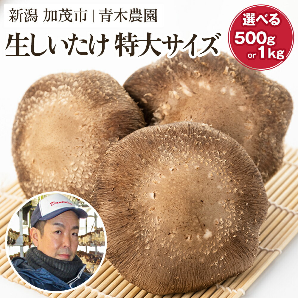【ふるさと納税】【2025年先行予約】生しいたけ 特大サイズ 選べる内容量「約500g」or「約1kg」《11月上旬から順次出荷》 品評会で金賞受賞！ きのこ しいたけ 椎茸 特大 食べ応えあるビッグサイズ 肉厚で旨味たっぷり！ 加茂市 青木農園