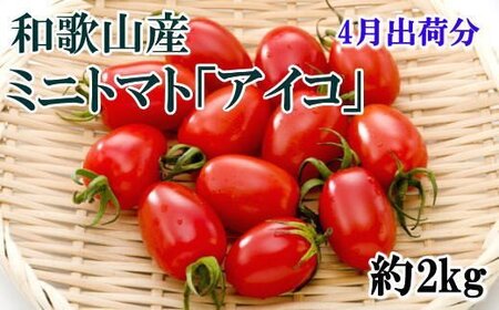 トマト 4月 先行予約 野菜  / 【2025年4月出荷分】和歌山産ミニトマト「アイコトマト」約2kg（S・Mサイズおまかせ）【tec100-4】