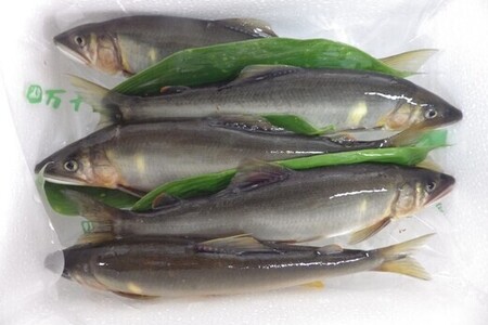 四万十川上流 の 天然 釣り鮎 800g 【 冷蔵 4～12尾 】 鮎 あゆ アユ 川魚 高知県 四万十