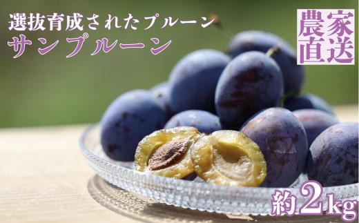 
            信州生プルーン　溢れる果汁と肉厚の果肉が美味しい　サンプルーン　２㎏箱〔RS-105〕【期間限定】
          