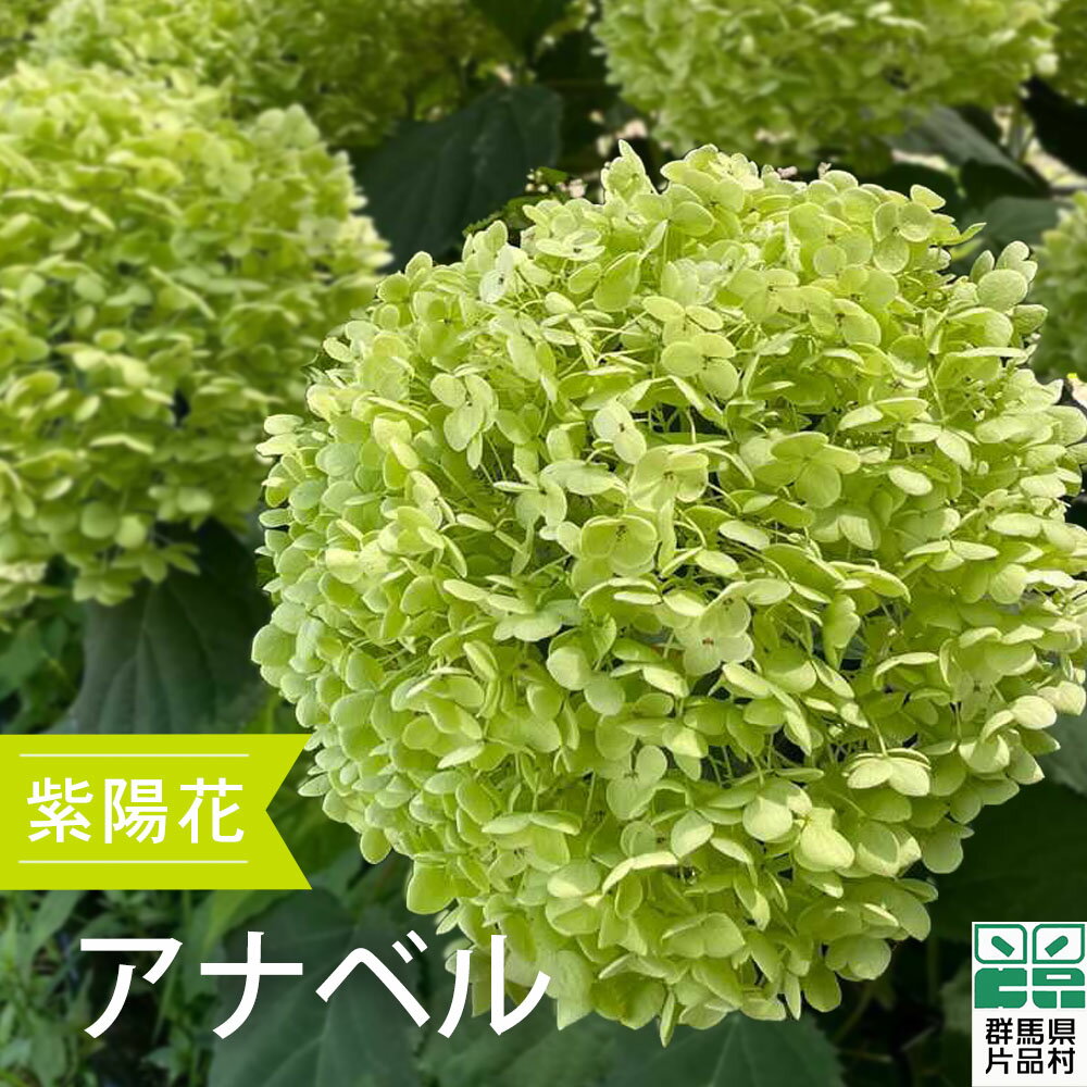 【ふるさと納税】 片品村 アジサイ アナベル 紫陽花 花 フラワー 園芸