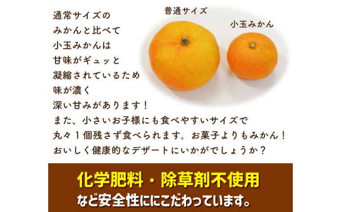 【2025年10月下旬～発送】【甘味が凝縮！】 濃厚 小玉みかん 5kg 温州みかん  2Sサイズ以下 / みかん 小玉 フルーツ 果物 くだもの 柑橘 蜜柑 ミカン / 南島原市 / 長崎県農産品流