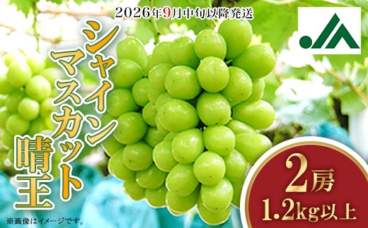 
                  シャインマスカット晴王2房【2026年9月中旬～10月下旬発送予定】（いばら愛菜館）
                
