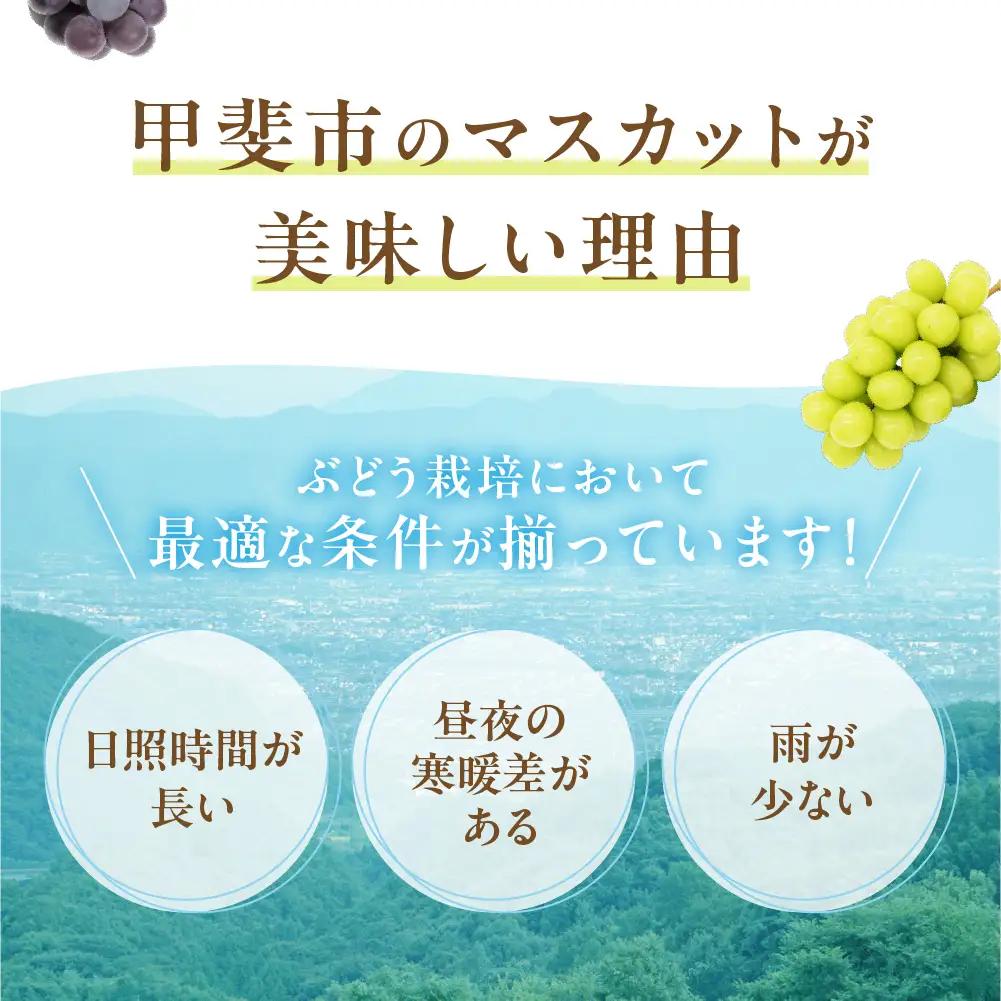 ”自慢の逸品” シャインマスカット 1房 等級 秀 山梨シャインマスカット