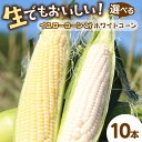 【ふるさと納税】高評価★5.0 高レビュー★【先行予約】生食も！高糖度！もぎたて！ フルーツトウモロコシ ホワイトコーン イエローコーン 10本 食べ比べ セット（2025年6月下旬～発送） 選べる 野菜 黄色 白色 甘い 生食 人気 ふるさと納税 とうもろこし 白 コーン