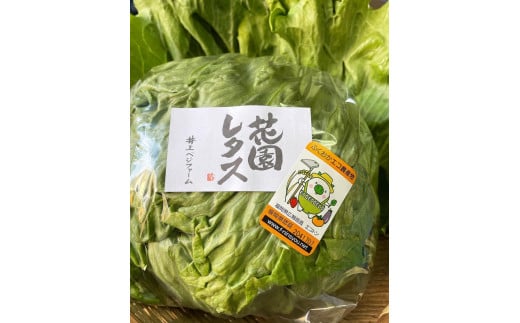 畑直送　花園レタス　6個入り（2Lサイズ）【野菜 生野菜 レタス サラダ サンドイッチ お弁当 新鮮 シャキシャキ ヘルシー 産地直送 花園レタス ふくおかエコ農産物 認定 鍋 チャーハン 浅漬け 畑直送 筑前町産 ふるさと納税 送料無料 FO001】