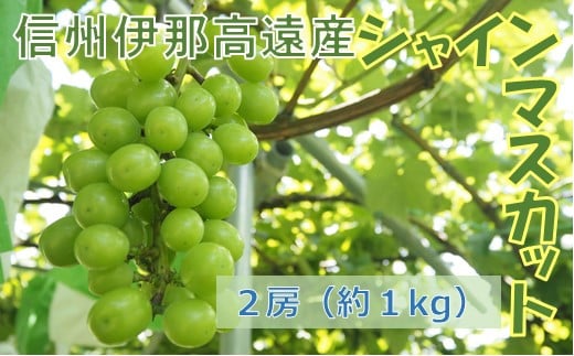 
            【010-83】信州高遠産　種なし　シャインマスカット　２房　約１kg　寒暖の差が生み出す濃厚な甘味、一度は食べてみて！
          