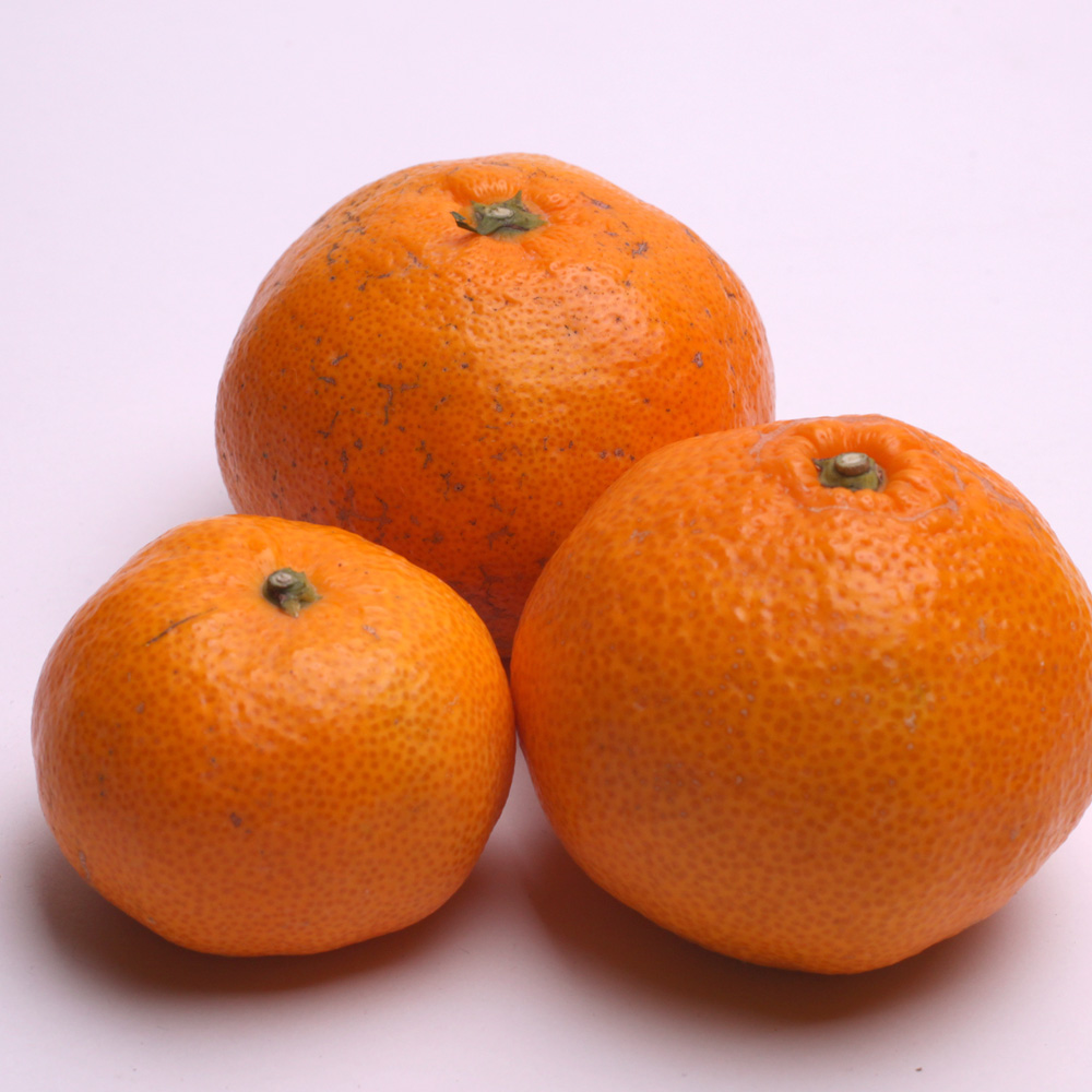 【先行予約】家庭用有田みかんサイズ混合(2S～2L)5kg+250g 11月より発送(完熟)/ みかん ミカン 有田みかん 柑橘 フルーツ 果物 和歌山 オレンジ【ikd007C】 
