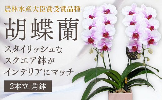
                  D604 【農林水産大臣賞受賞品種】☆鉢も楽しむ！『スクエア鉢』☆スタイリッシュな『乙姫（おとひめ）』＊角鉢＊２本立＊
                