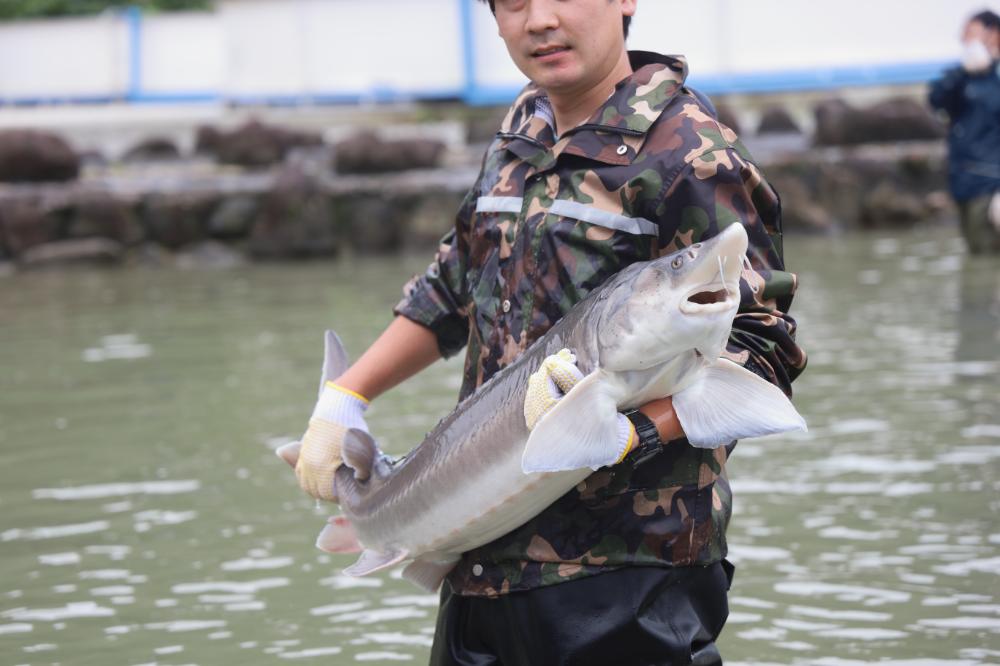 澄んだ美しい水で大切に育てています。