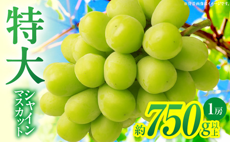【先行受付】特大シャインマスカット1房 約750g |マスカット ぶどう ブドウ 葡萄 果物 フルーツ 人気 香川 香川県 三木町 特大 大房 大粒 厳選 種なし 皮ごと食べられる ジューシー 糖度が