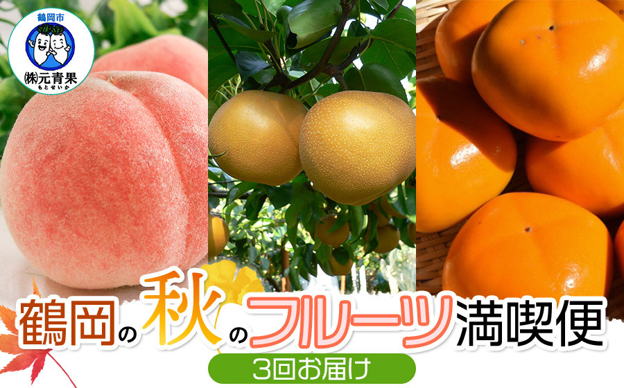 
【令和7年産 先行予約】鶴岡の秋のフルーツ満喫便【3回お届け】白桃・和梨・庄内柿　山形県鶴岡産　元青果
