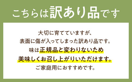 【2025年5月～発送】【さわやかな味わい!】訳あり タカミメロン 約4.5kg（傷もの）/ メロン めろん フルーツ 果物 / 南島原市 / 南島原果物屋[SCV025]