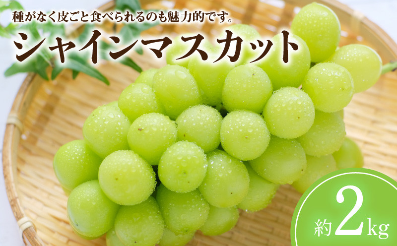 
                  シャインマスカット 約2kg
                