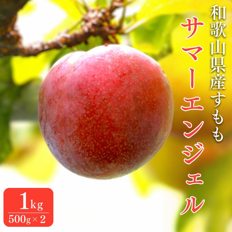 【ふるさと納税】 先行予約 すもも（サマーエンジェル）1kg ※6月中旬～7月中旬頃に順次発送予定【期間限定・数量限定・2026/6/20まで】 / スモモ お取り寄せ 期間限定 夏 フルーツ 果物 和歌山県 田辺市