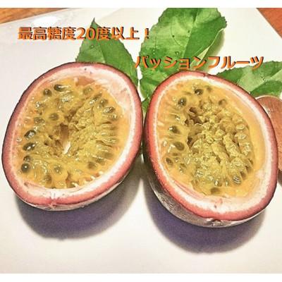 ふるさと納税 奄美市 高糖度!パッションフルーツ　約1.6kg【2025年発送】