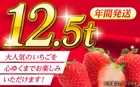 いちご Mサイズ ゆうべに 3kg（12pc）【熊本ベリー】 熊本県産 くだもの イチゴ 苺 国産ゆうべにいちご 九州 [ZER009]