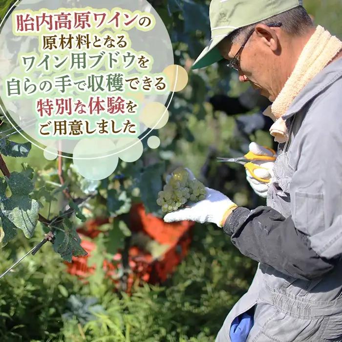 胎内高原ワイナリー ワイン用ブドウ収穫体験【ワイン1本付き】