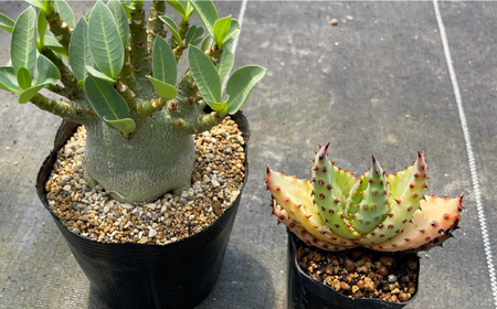 アデニウム アラビカム ＆ アロエ マルロシー 各1株 Adenium arabicum ＆ Aloe marlothii 長与町/アグリューム[EAI211] 