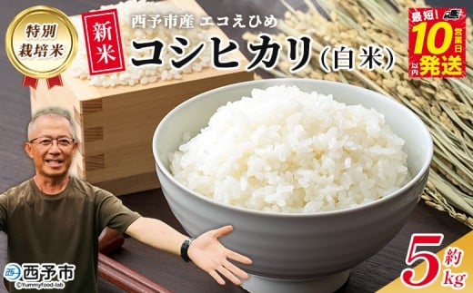 新米＜令和7年産 西予市産 特別栽培米 エコえひめ コシヒカリ 白米 約5kg＞国産 精米 農薬・化学肥料不使用 一等米 約5キロ 愛媛県産 こしひかり お米 米 コメ 産地直送 送料無料 シゲちゃん農園 愛媛県 西予市【常温】『最短10営業日以内に順次発送予定』