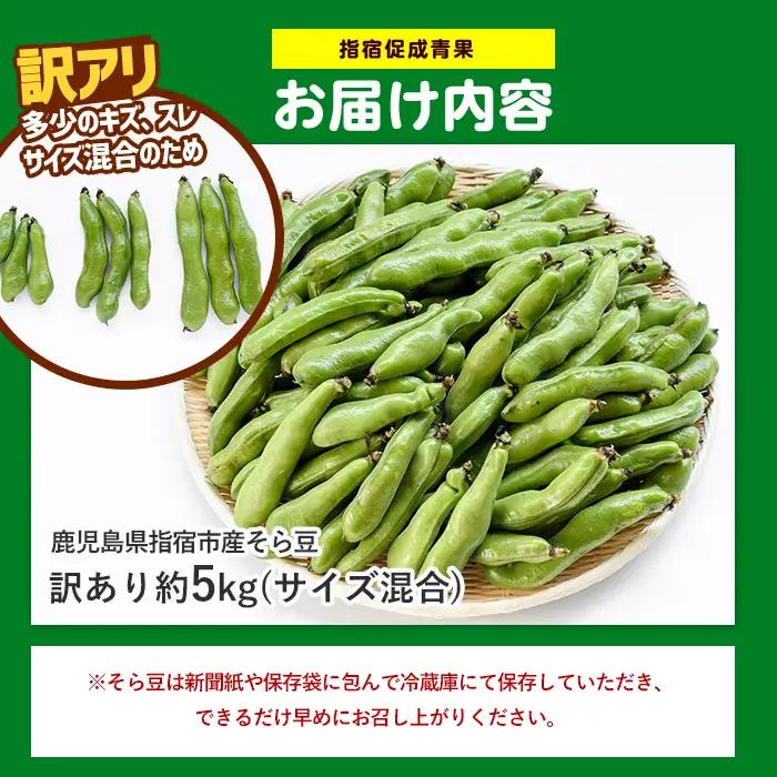 2027年3月上旬以降発送 ご家庭用そら豆約5kg IB092-005