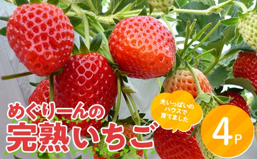 【数量限定】産地直送!！めぐりーんの完熟いちご（章姫） 4パック F4N-2735