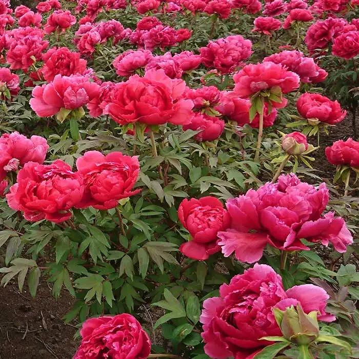花【先行予約】【2026年10月中旬以降順次発送】 松江大根島牡丹苗(3色セット) 島根県松江市/島根県農業協同組合くにびき地区本部[ALBC002] 花 花